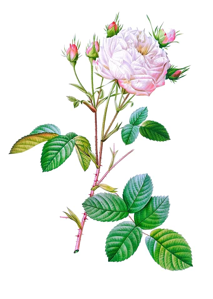 Cabbage Rose