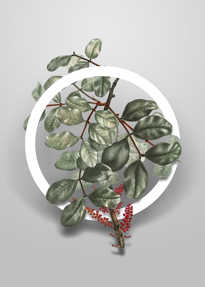 Vintage Carob Tree Flower