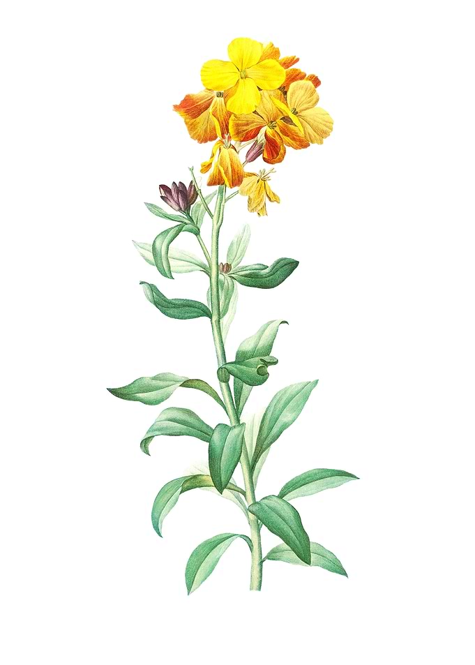 Wallflower