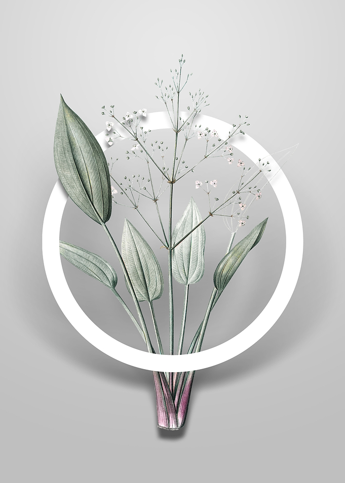 European Water Plantain