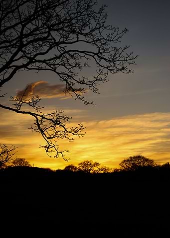 Sunset Forest Silhouette