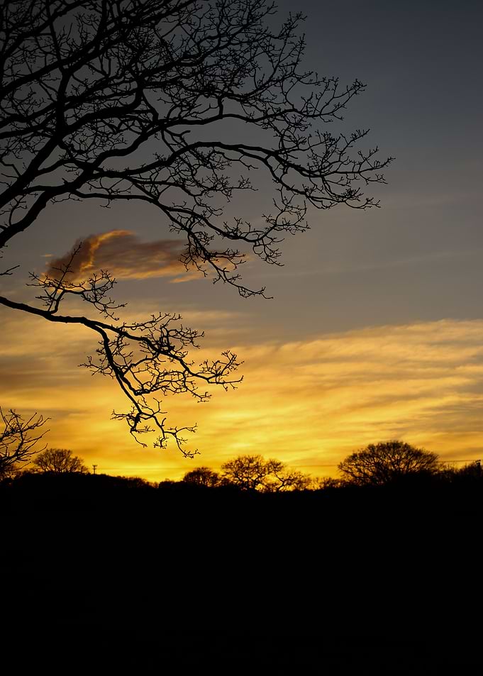 Sunset Forest Silhouette