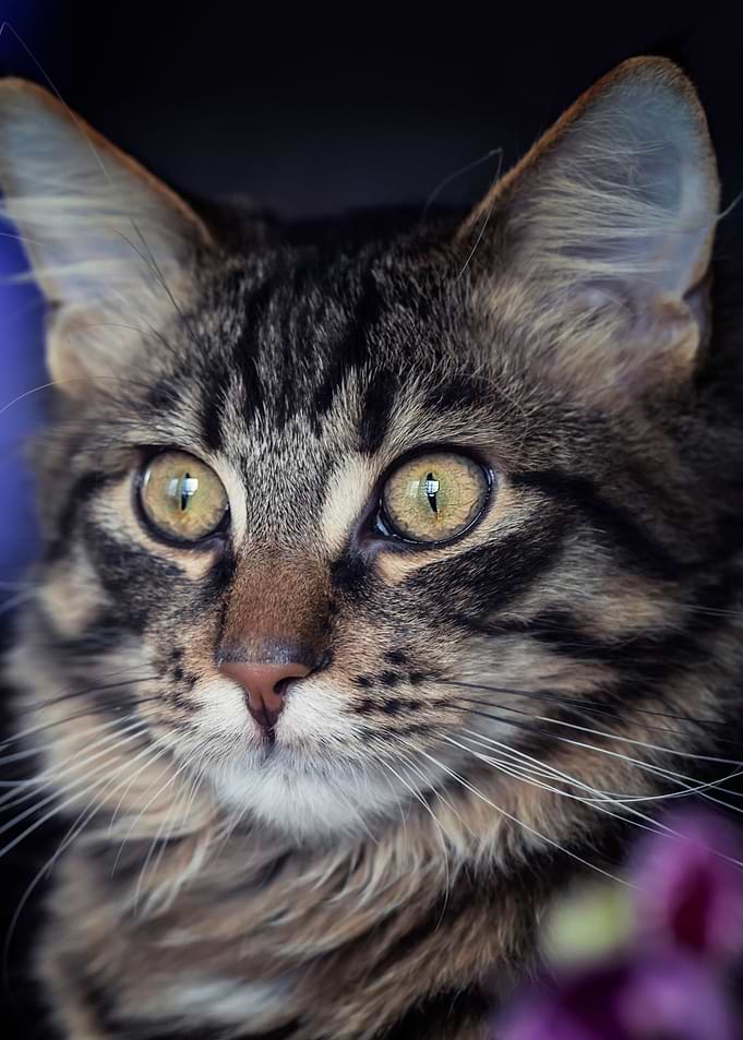 Cats look, domestic pet