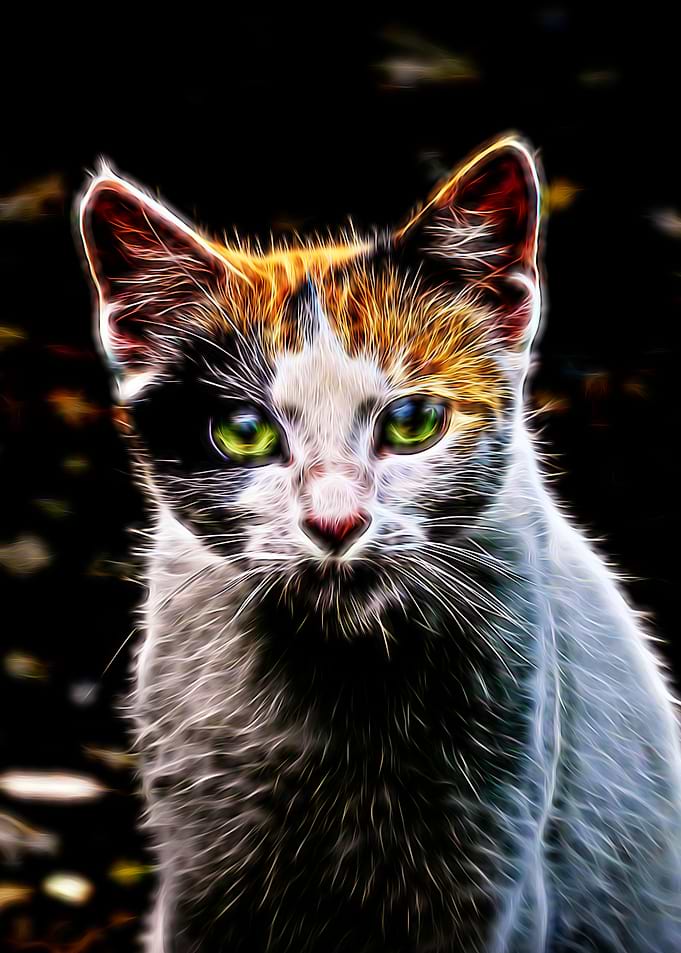 Electric cat portrait