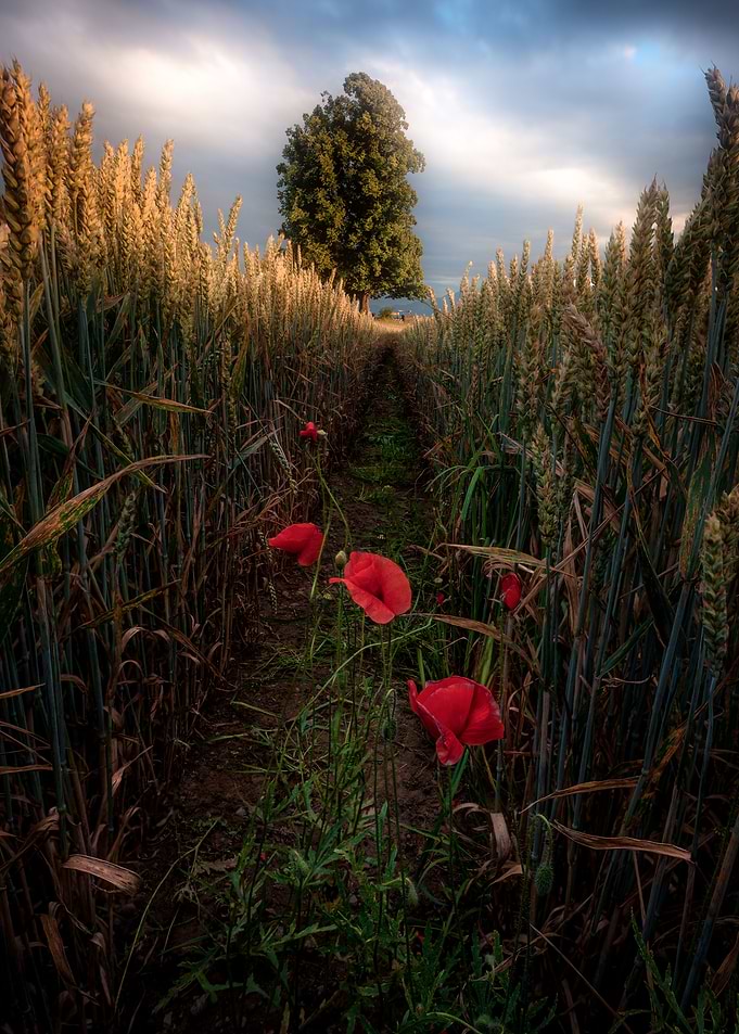 lonely poppy