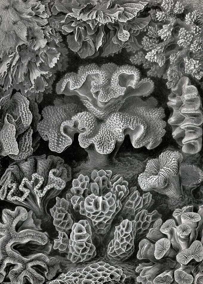 Art Forms in Nature