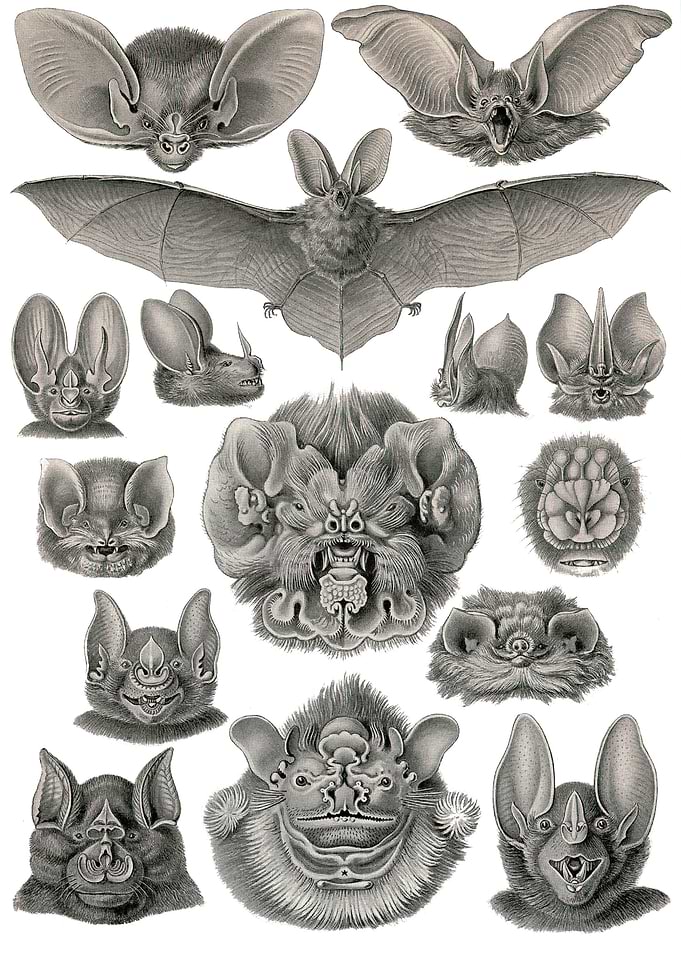 Art Forms in Nature