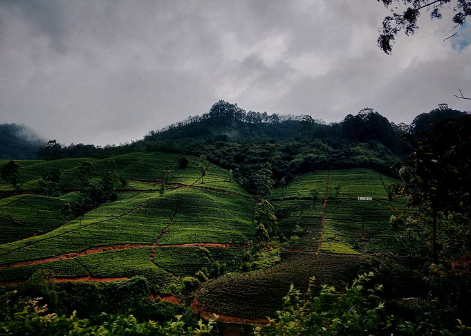 tea plantation