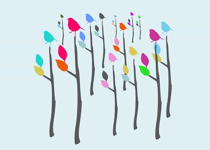 Birds Forest Trees