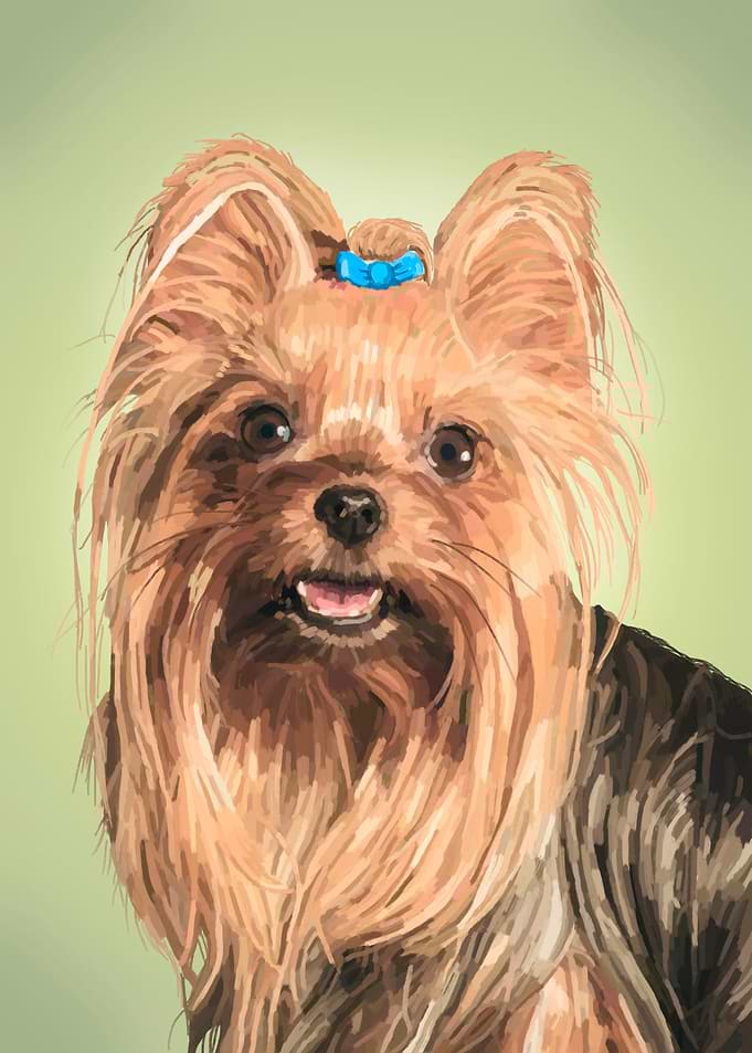 Yorkshire Terrier