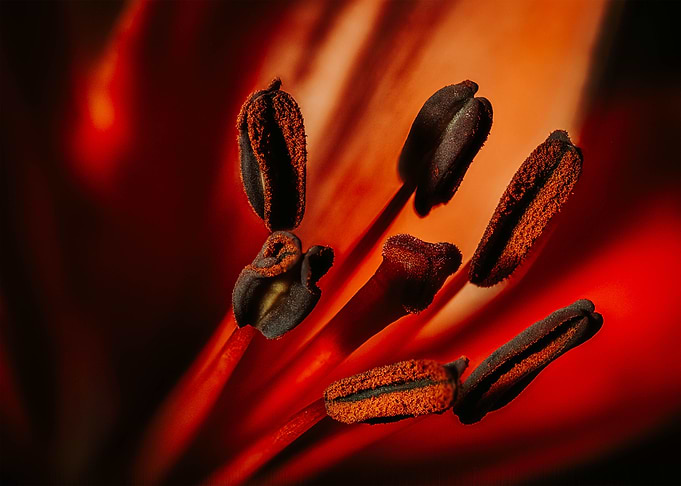 Fire Flower