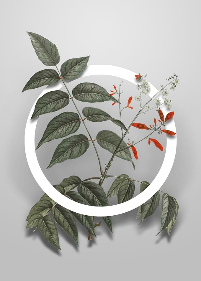 Tree of Heaven Flower Art