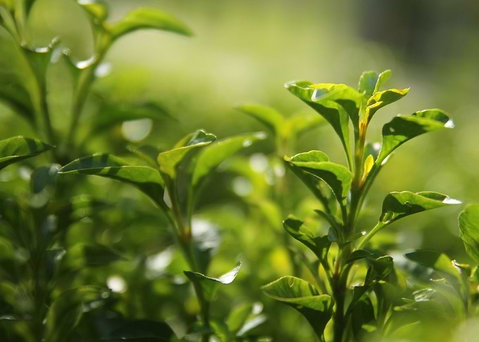 tea plantation