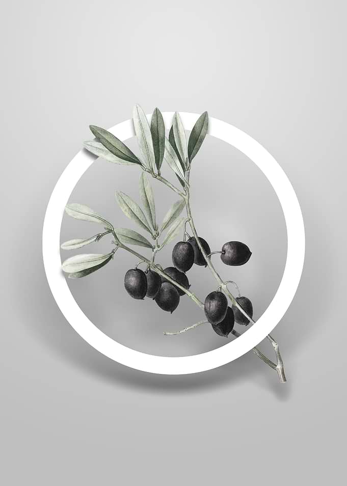 Olive Tree Branch Flower