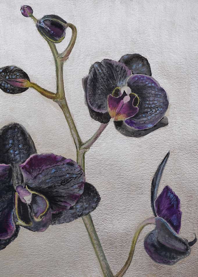 Black Orchid