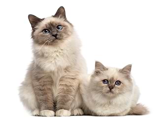 Animals
