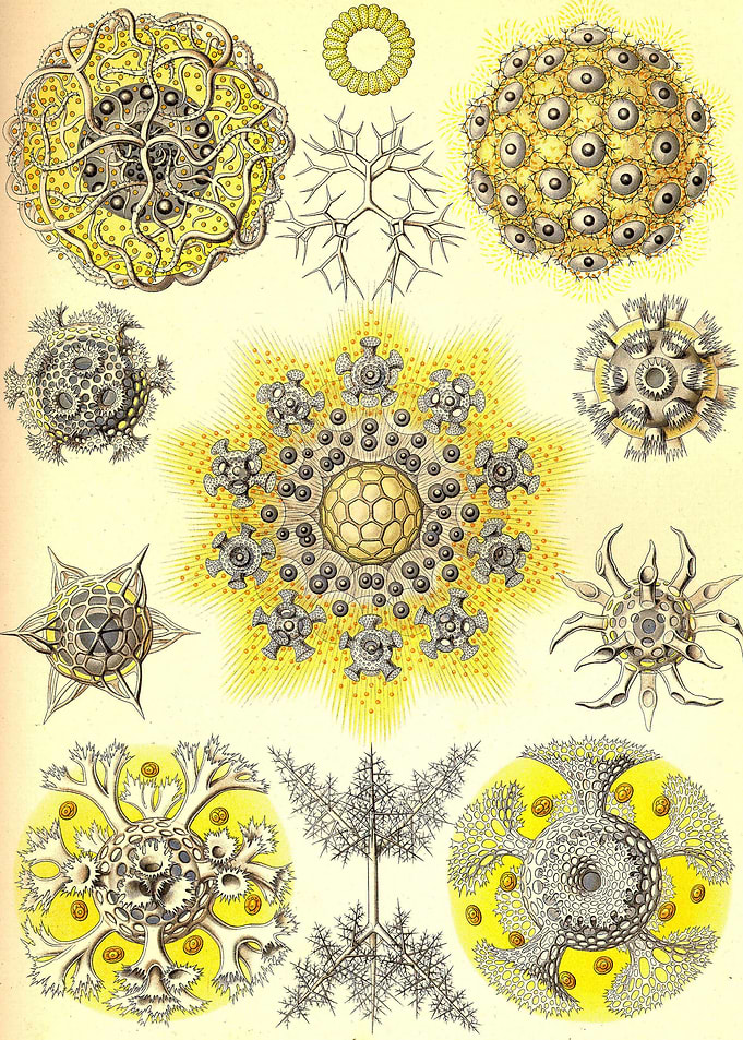 Art Forms in Nature