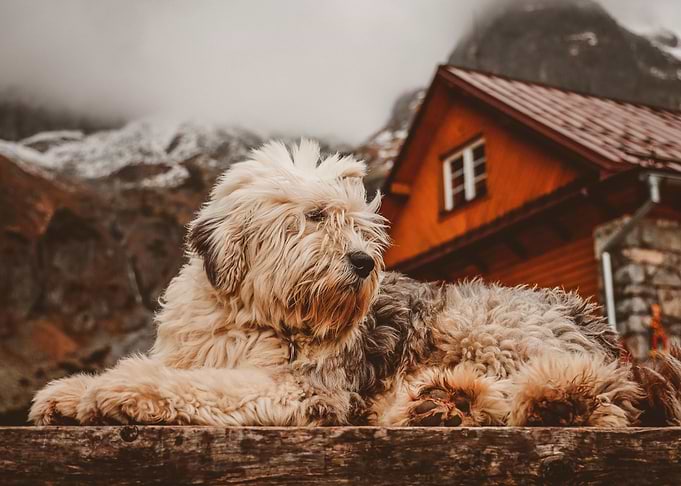 THICK FURLY DOG