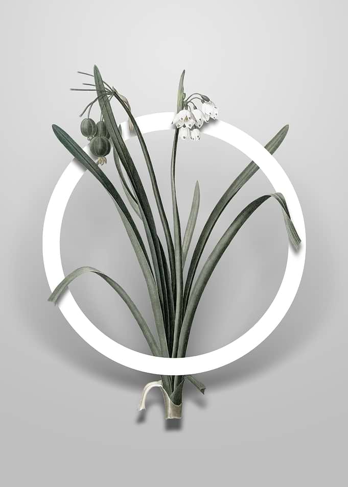 Summer Snowflake Flower