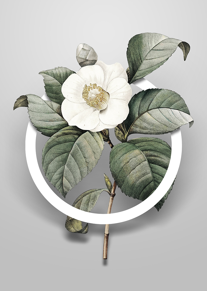 Japanese Camelia Flower