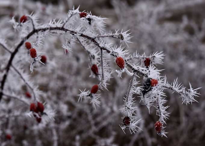 Frosty rose hip bush