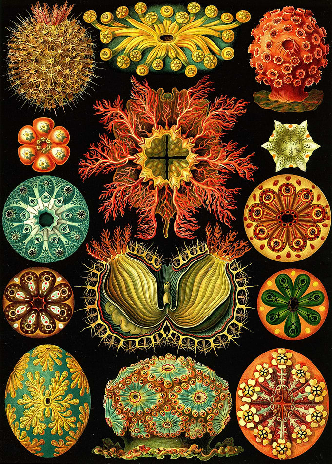 Art Forms in Nature