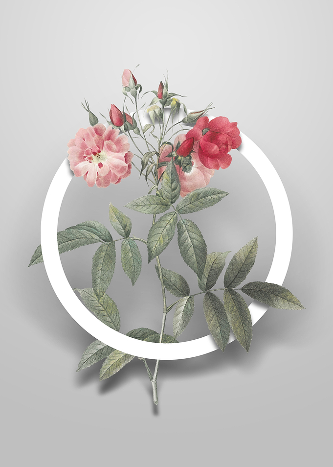 Vintage Hudson Rose Flower