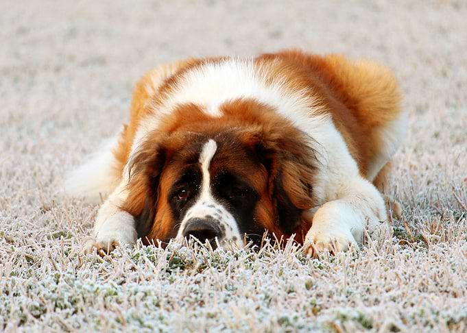 LAZY DOGS