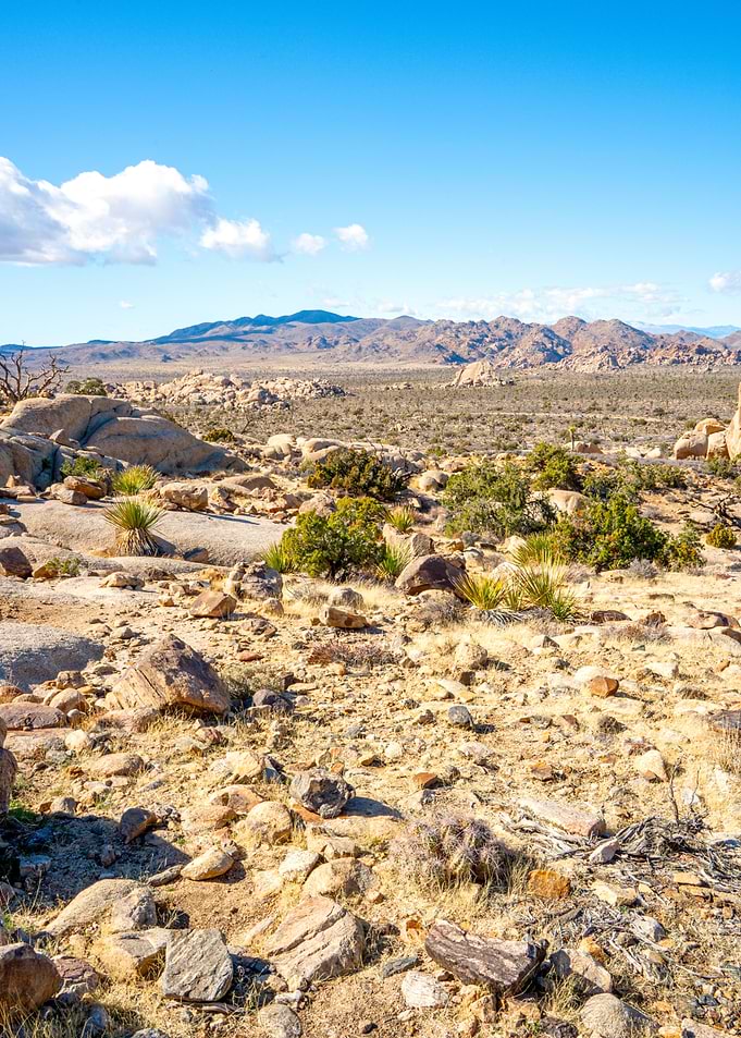 Joshua Tree National Park