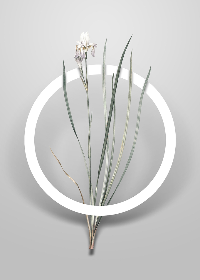 Siberian Iris Flower Art