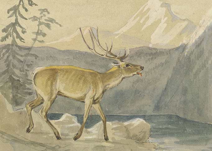 A wounded deer