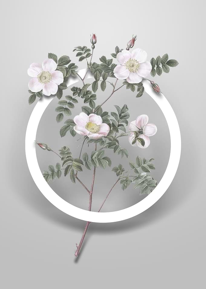 White Candolles Rose Art