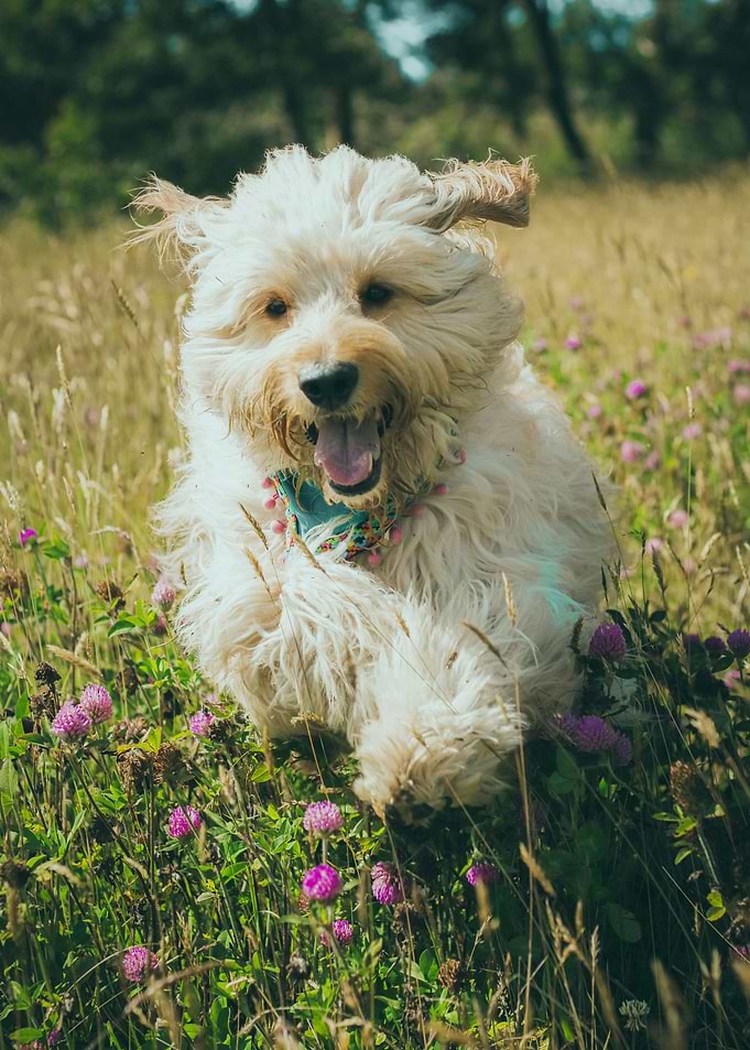 CUTE DOGS