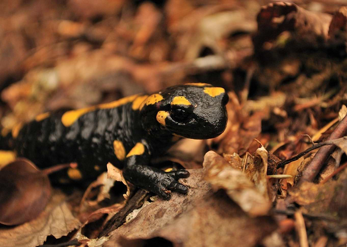 AMPHIBIAN
