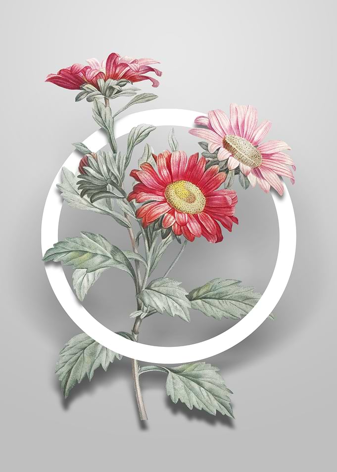 Vintage Red Aster Flower