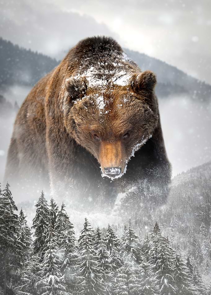 Adult brown bear