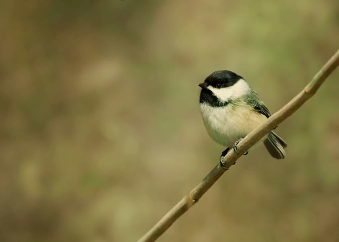 Chickadee bird photography