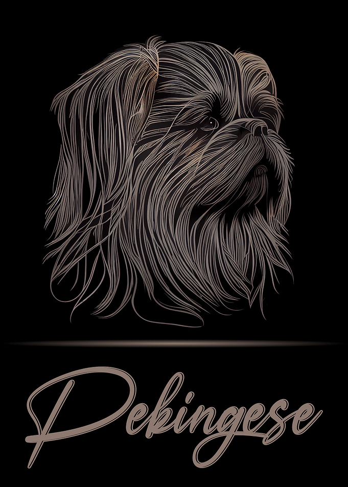 Elegant Pekingese