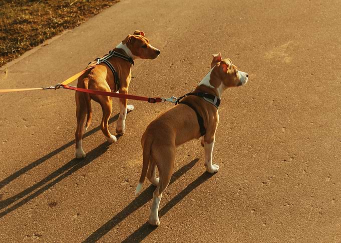 TWO DOG