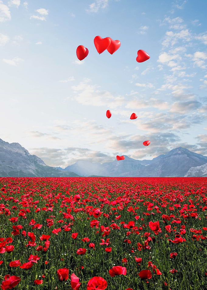 Field of Rose