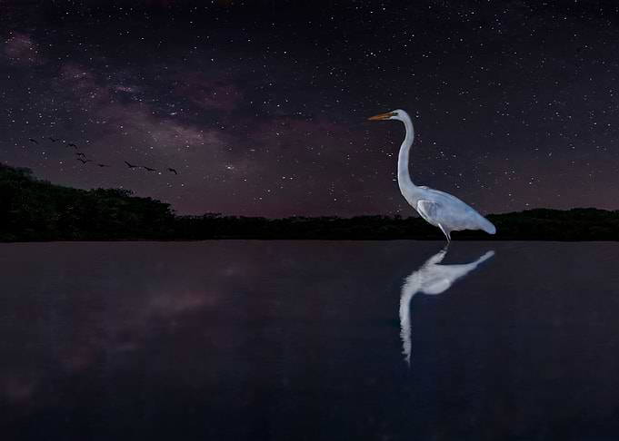 Egret at Night 2