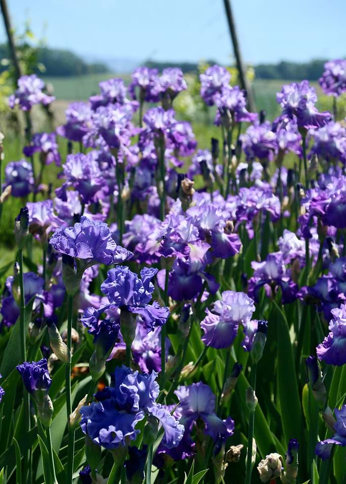 Violet Iris Field