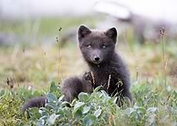 Baby arctic fox in Iceland