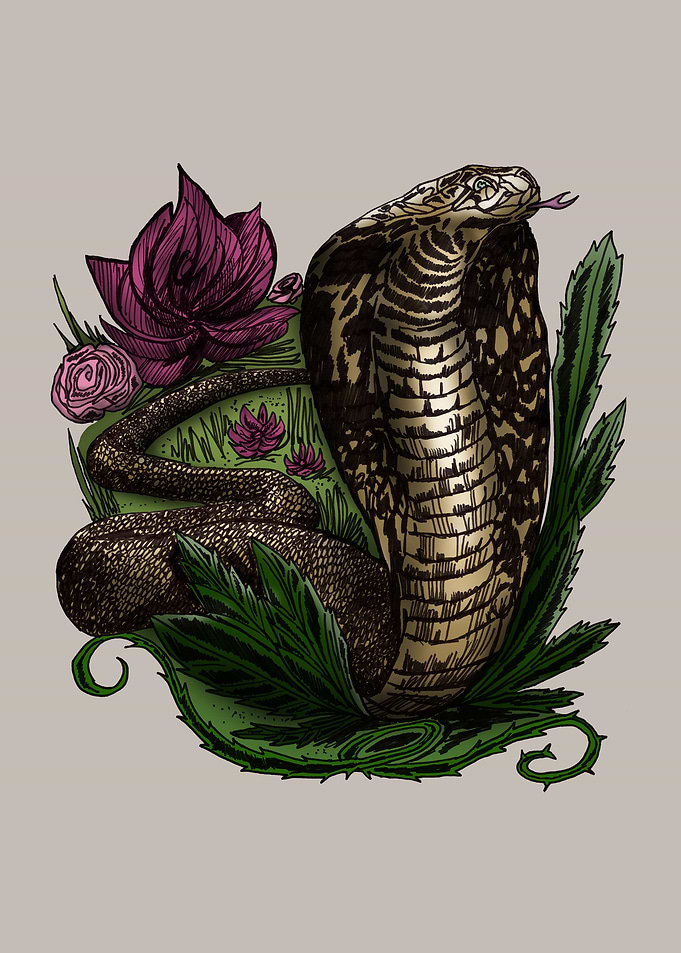 Cobra