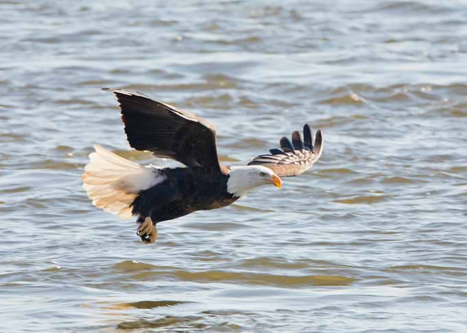 Eagle over the Mississippi