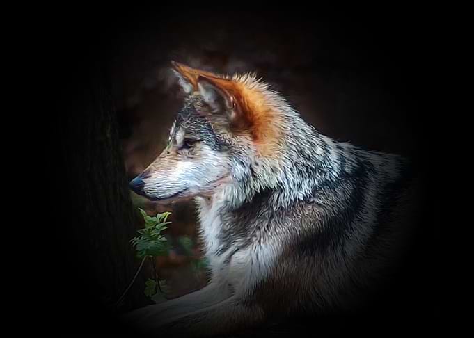 Wolf portrait