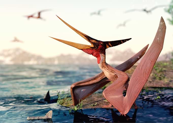 Pterodactyl dinosaur