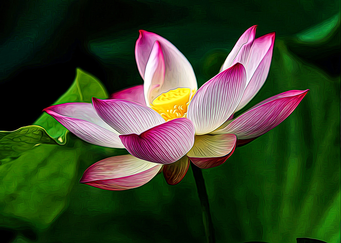 Lotus