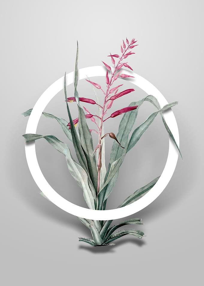 Pitcairnia Bromeliaefolia