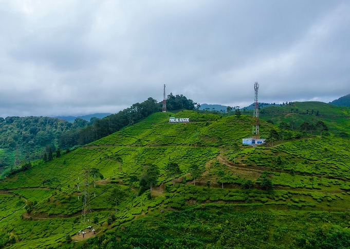 tea plantation